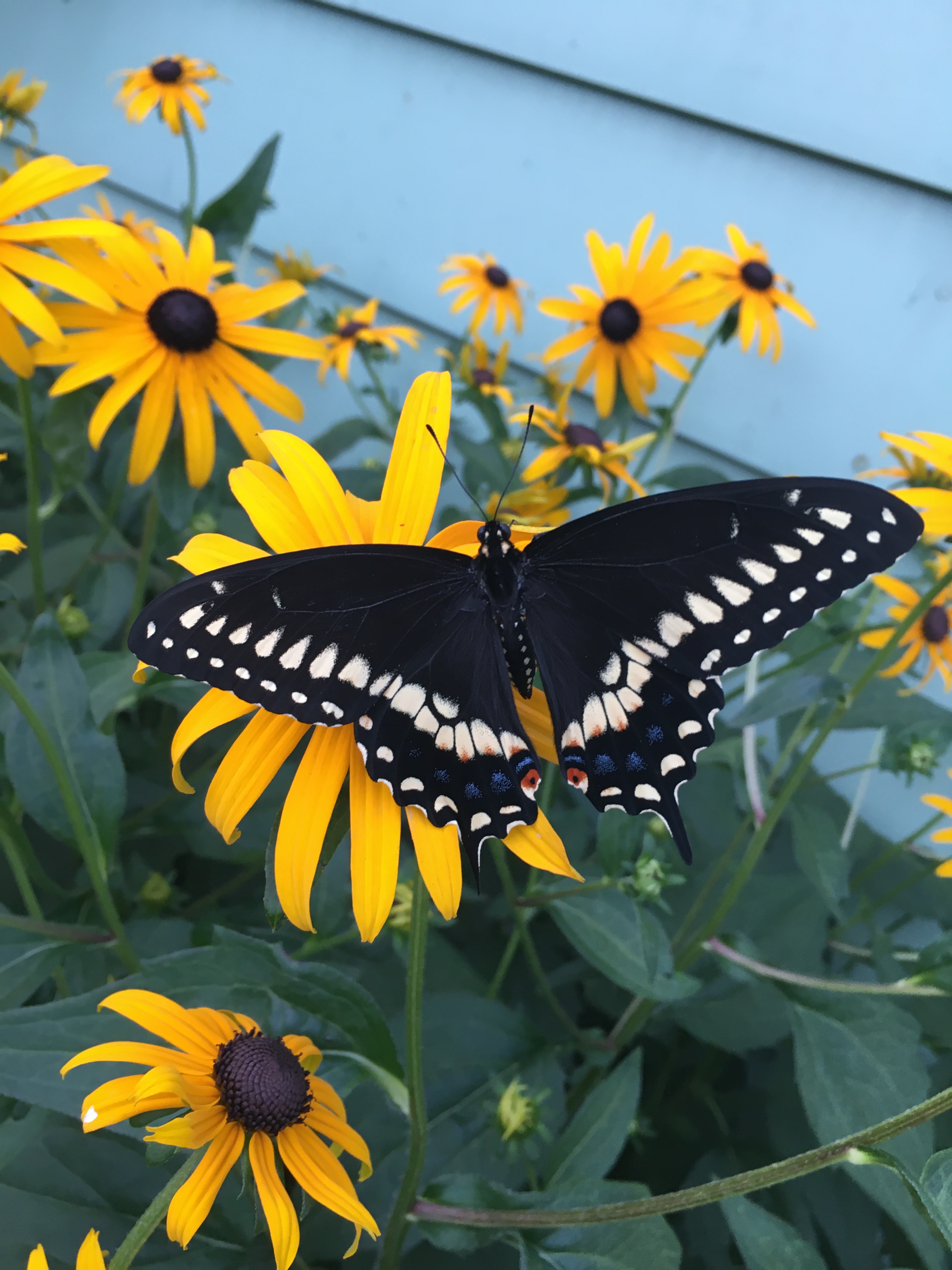 Black swallowtail on a yellow flower.